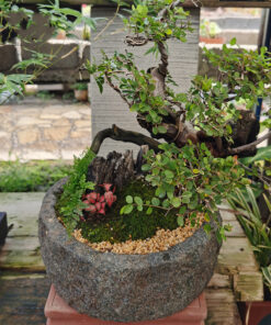 Gardening Simulation Stone Flower Bonsai