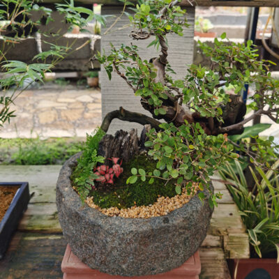 Gardening Simulation Stone Flower Bonsai
