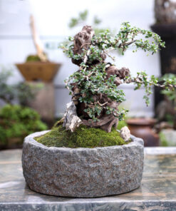 Alternative view of Gardening Simulation Stone Flower Bonsai