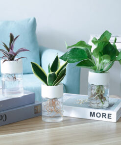 Transparent Small Pot Plant Hydroponic Desktop