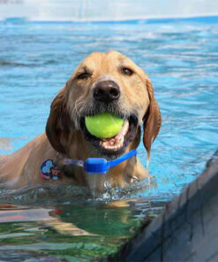 Alternative view of Rechargeable Remote Control Dog Training Device Pet Supplies Rechargeable Bark Stopper