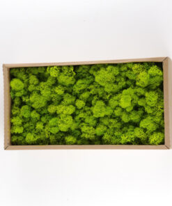 Eternal Moss 500g Artificial Flower Green Plant Wall Decoration - Image 5