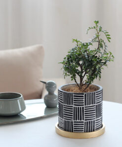 Indoor flowerpot green plant potted simple ornament with tray