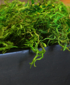 Alternative view of (25323) Forest Moss Preserved - Long-Lasting Natural Moss for Indoor/Outdoor Plants, Crafting, and Home Décor, 534 Cu In, Green