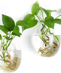 Egg Shaped for Propagating Hydroponic Plants 2 Pack Wall Planter