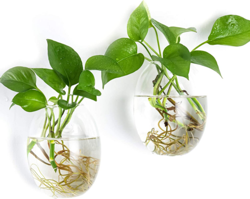 Egg Shaped for Propagating Hydroponic Plants 2 Pack Wall Planter