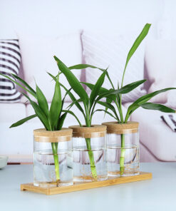 Indoor Green Plant Decoration Glass Bottle For Hydroponic Plants - Image 3