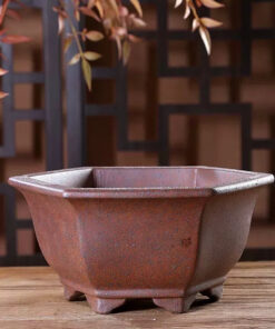 Green Plant Succulents Indoor Desk Purple Clay Flower Pot