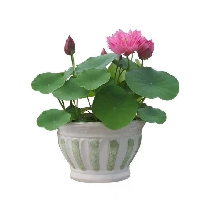Open Bowl Lotus Seed Hydroponic Pot - Image 5