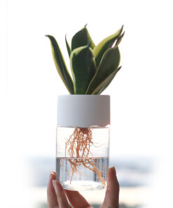 Transparent Small Pot Plant Hydroponic Desktop - Image 4