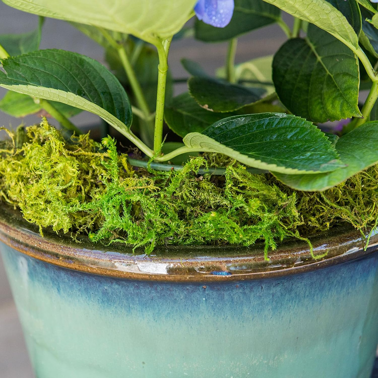 (25323) Forest Moss Preserved - Long-Lasting Natural Moss for Indoor/Outdoor Plants, Crafting, and Home Décor, 534 Cu In, Green - Image 5
