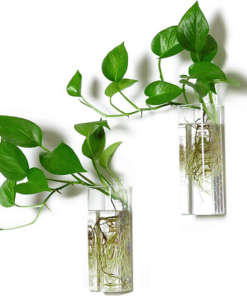 Square Glass Propagation Vase 2 Pack, Wall Hanging Hydroponic Planter