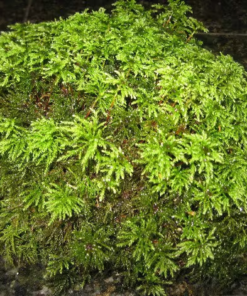 Terrarium Moss, 1 Gallon Bag, Live Moss, Palm Moss Great for Terrariums! - Image 4