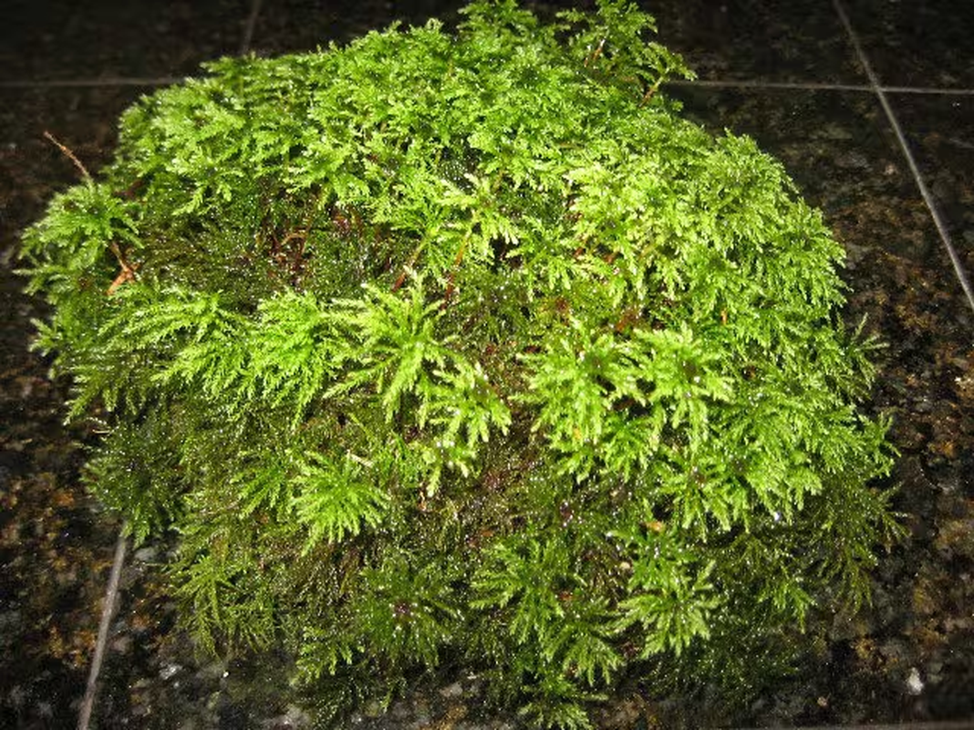 Terrarium Moss, 1 Gallon Bag, Live Moss, Palm Moss Great for Terrariums! - Image 4