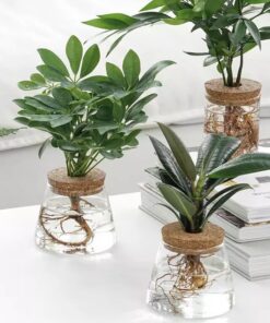 Indoor Green Plant Decoration Glass Bottle For Hydroponic Plants