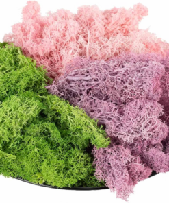 9Oz Preserved Natural Moss for Potted Plants, Terrariums & Wedding Decor