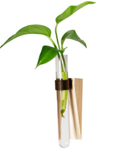 Glass Hydroponic Green Plant Container Wall - Image 6