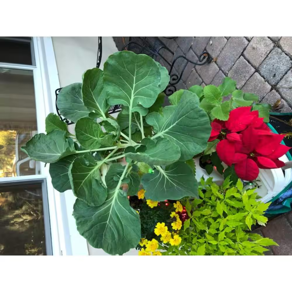 24-Plant Vertical Hydroponic Garden Tower System - Image 6