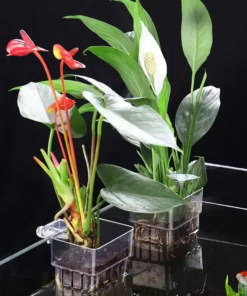 1PC Hydroponic Planting Cup Household Water Grass Planting Cup Wall Mounted High Transparent Fish Tank Landscape Decoration