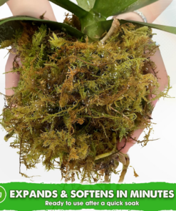 5 LBS Real Dried Forest Moss for Potted Plants, Plant Propagation - Image 3