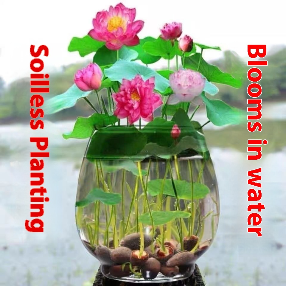 Open Bowl Lotus Seed Hydroponic Pot - Image 4