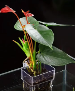 1PC Hydroponic Planting Cup Household Water Grass Planting Cup Wall Mounted High Transparent Fish Tank Landscape Decoration - Image 5