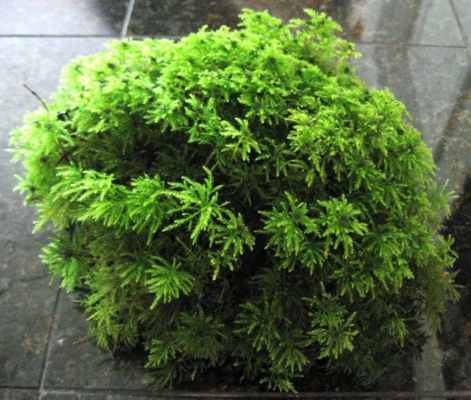Terrarium Moss, 1 Gallon Bag, Live Moss, Palm Moss Great for Terrariums!
