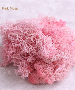Alternative view of 9Oz Preserved Natural Moss for Potted Plants, Terrariums & Wedding Decor
