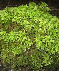 Alternative view of Terrarium Moss, 1 Gallon Bag, Live Moss, Palm Moss Great for Terrariums!