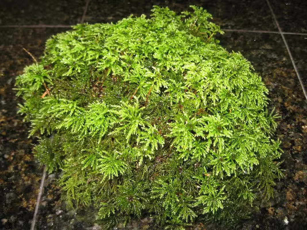 Terrarium Moss, 1 Gallon Bag, Live Moss, Palm Moss Great for Terrariums! - Image 2