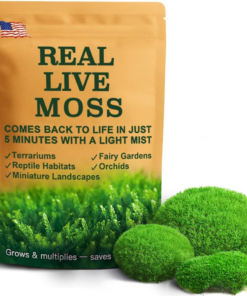 Live Moss for Terrariums & Bonsai, 2 Sheets of Leucobryum Moss