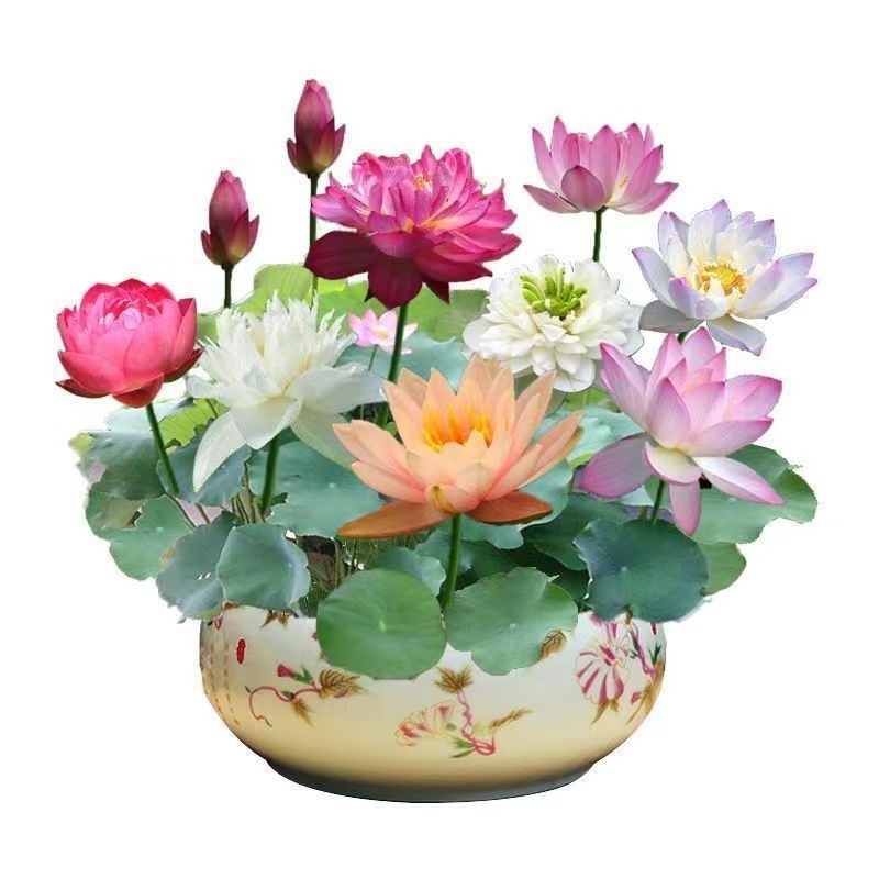 Open Bowl Lotus Seed Hydroponic Pot - Image 3