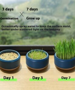 Potted Seeds Soilless Hydroponic Cat Grass - Image 3