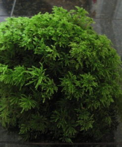 Terrarium Moss, 1 Gallon Bag, Live Moss, Palm Moss Great for Terrariums! - Image 3